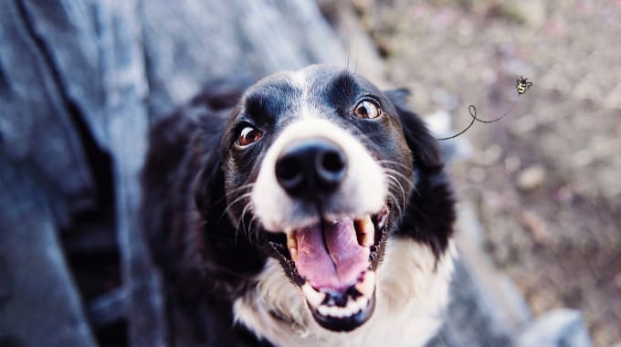 Pet dog smiling for the camera