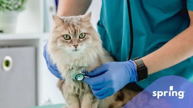 Cat at veterinarian's office